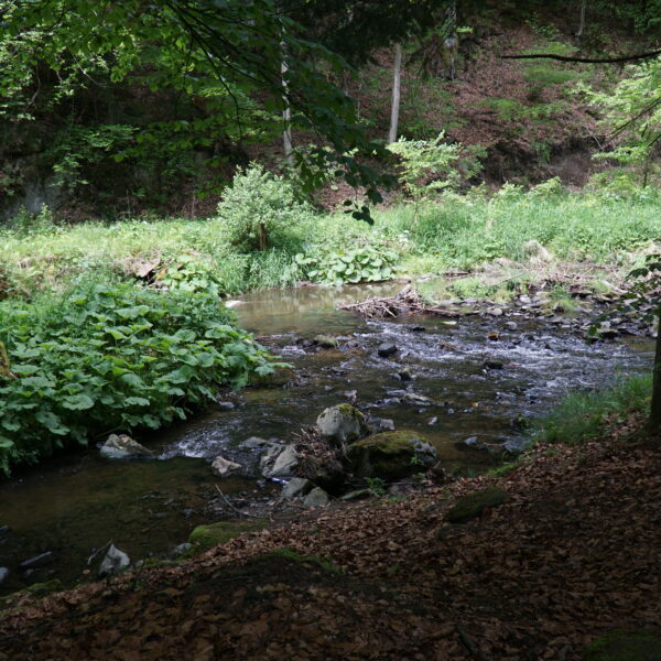 Hartenstein_08
